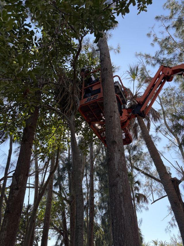 A nest basket riding a boom lift into the treetops