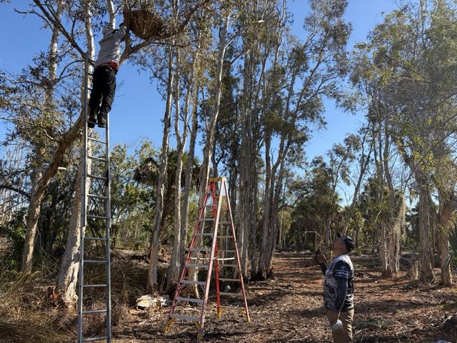Workers on ladders installing a nest basket high in the trees