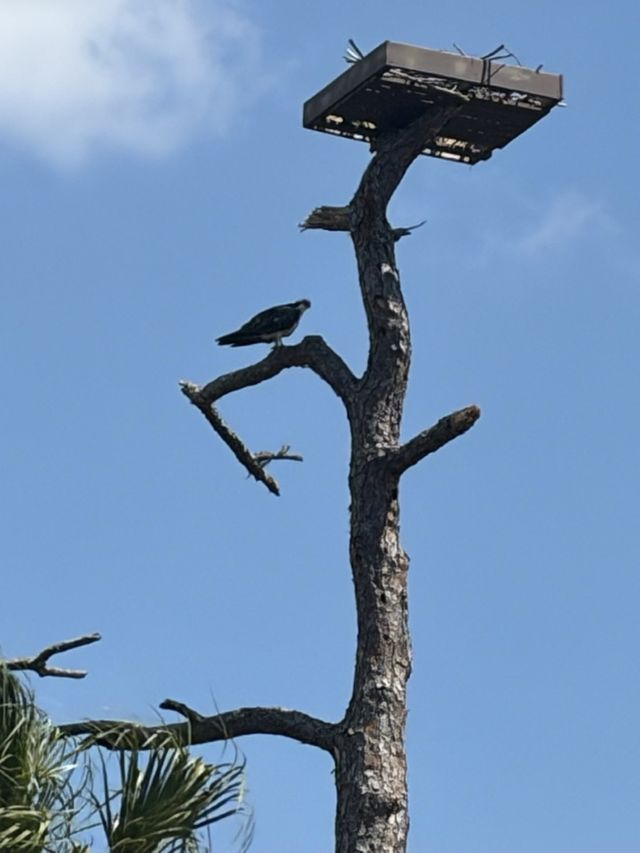 An osprey perched just below a newly raised nesting platform