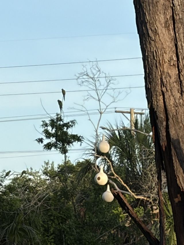 Wild parrots perched near hanging gourd houses