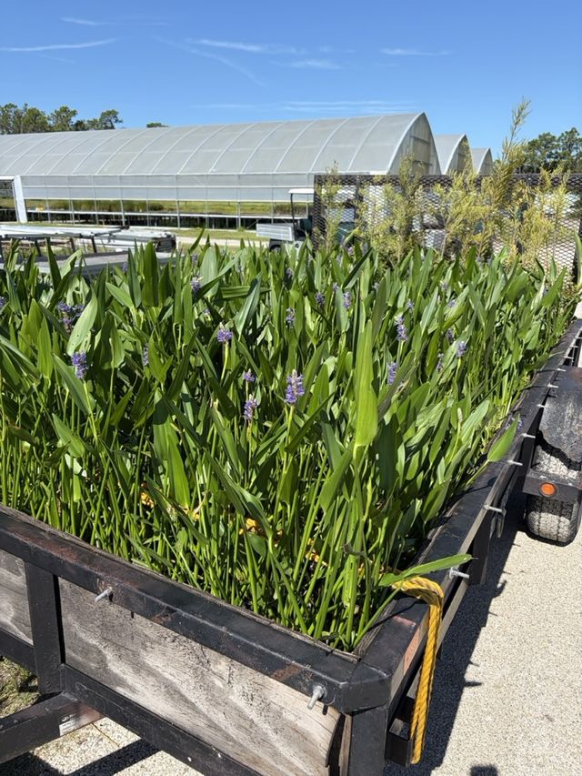 A trailer loaded with blooming pickerelweed and native aquatic plants