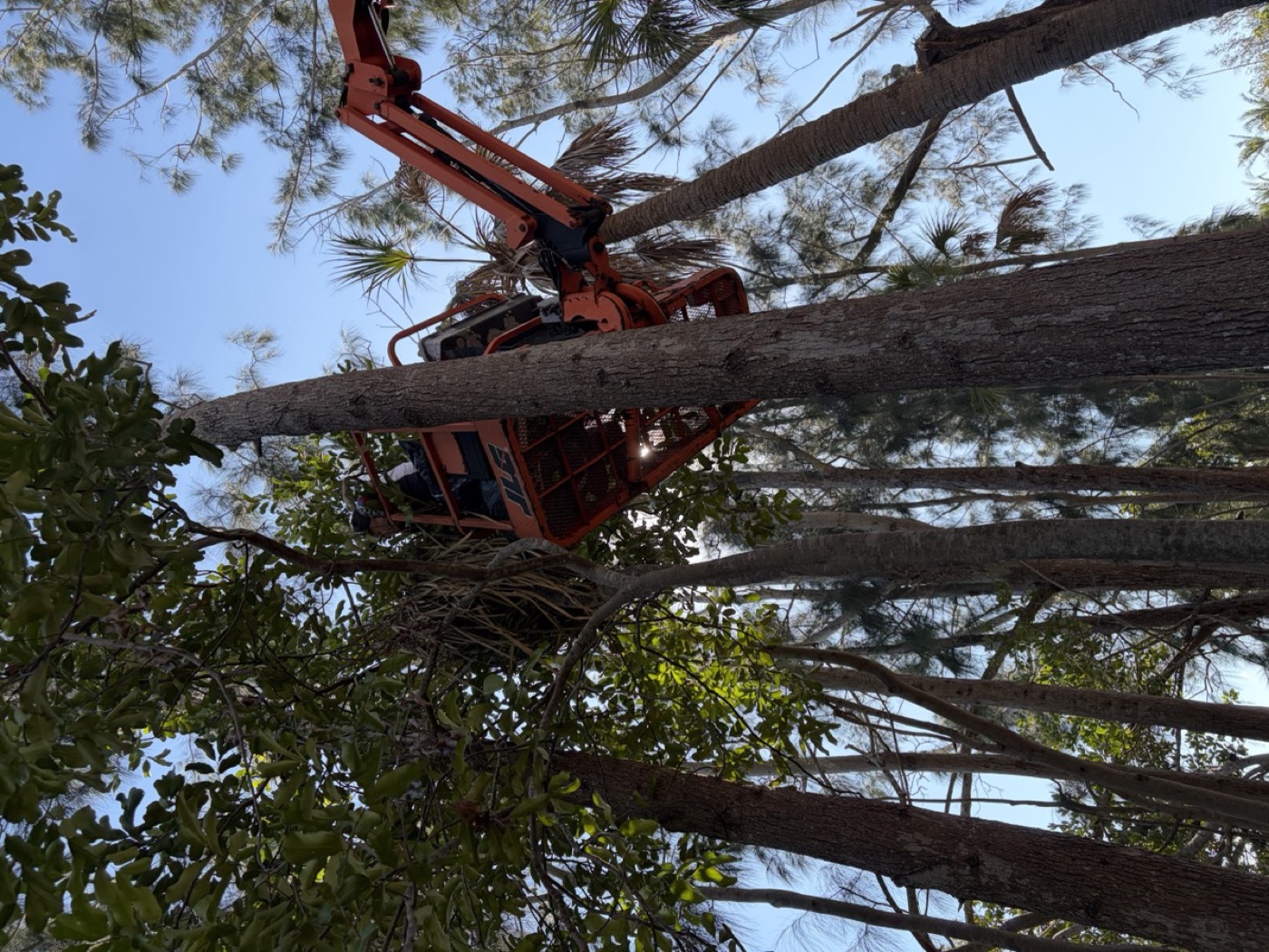 A nest basket riding a boom lift into the treetops