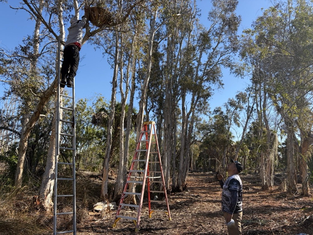 Workers on ladders installing a nest basket high in the trees