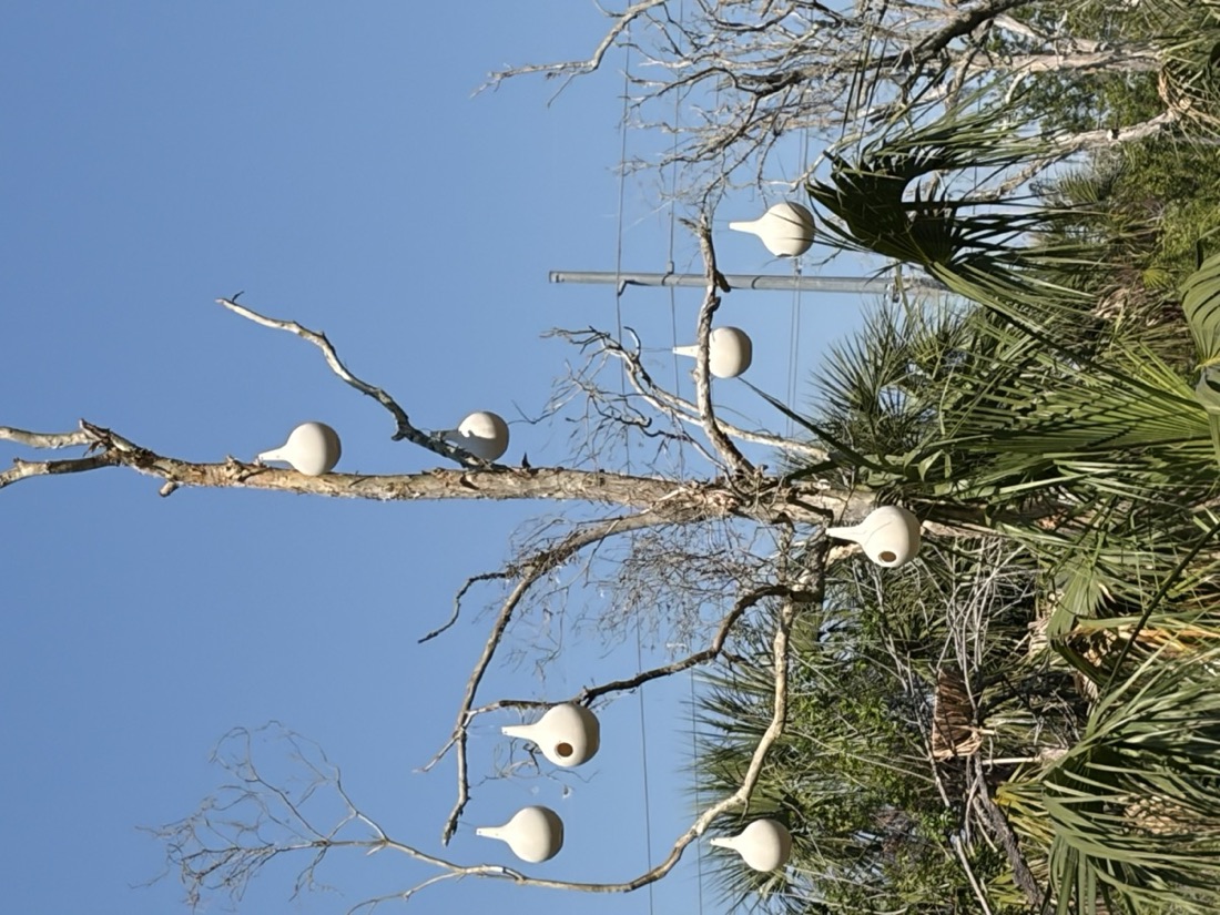 Gourd-style purple martin houses hanging from a bare tree
