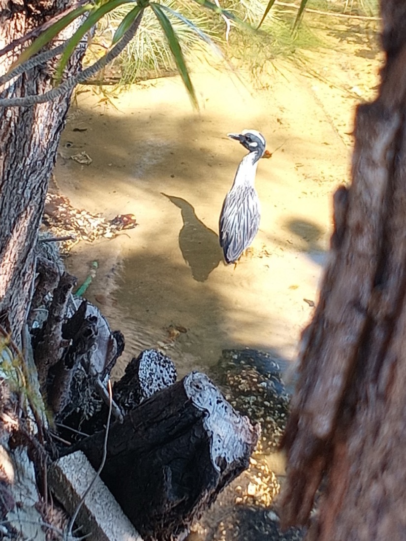 A yellow-crowned night heron wading in a shallow creek