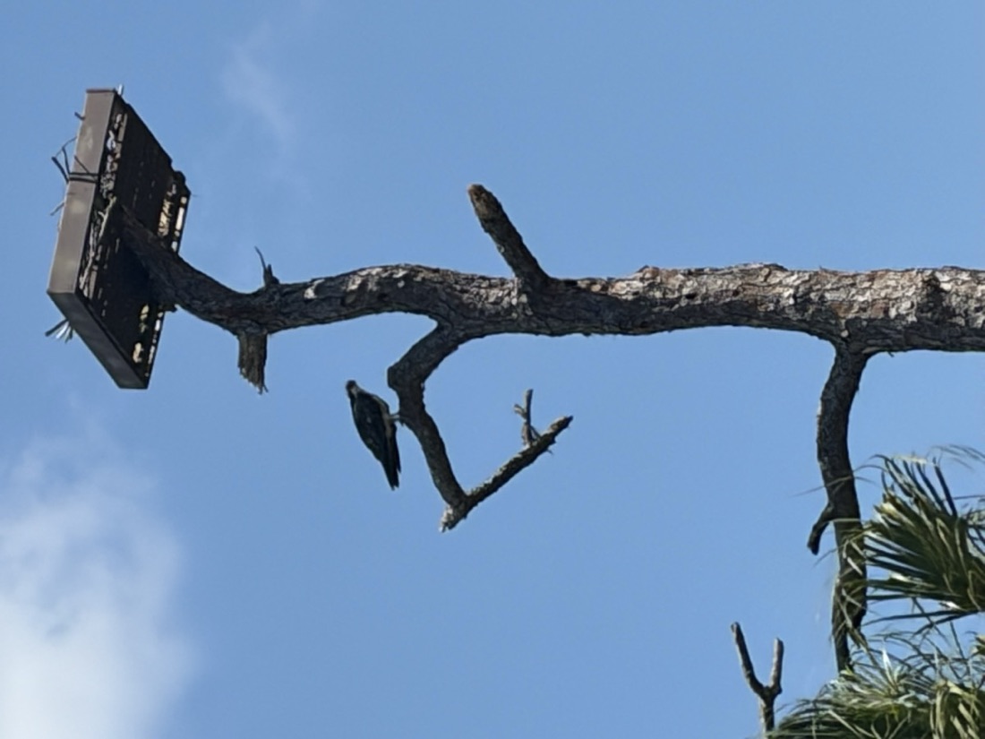 An osprey perched just below a newly raised nesting platform