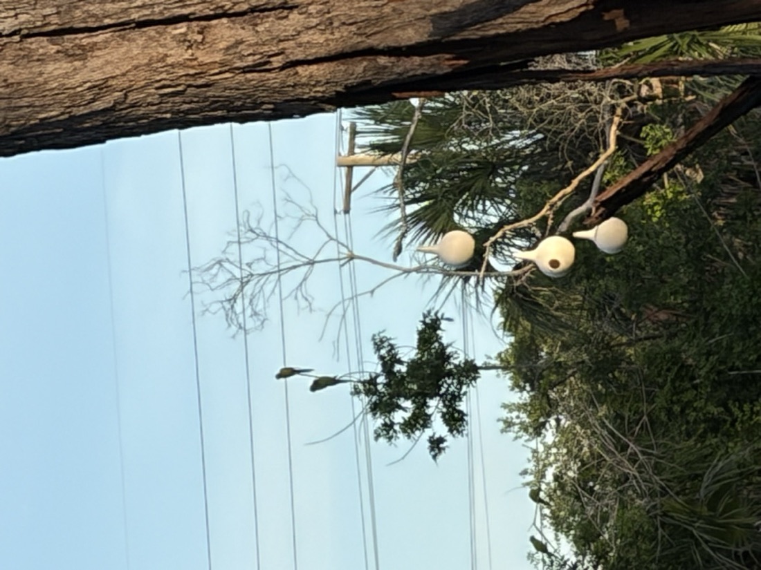 Wild parrots perched near hanging gourd houses