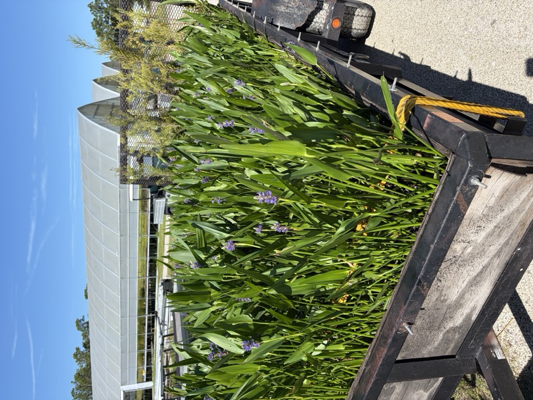 A trailer loaded with blooming pickerelweed and native aquatic plants