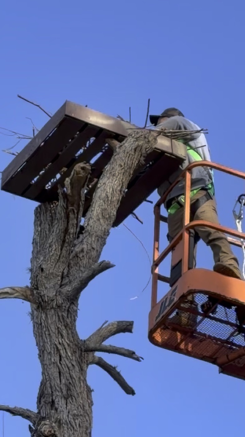 A worker fastening a woven nest platform into the crook of a tall snag
