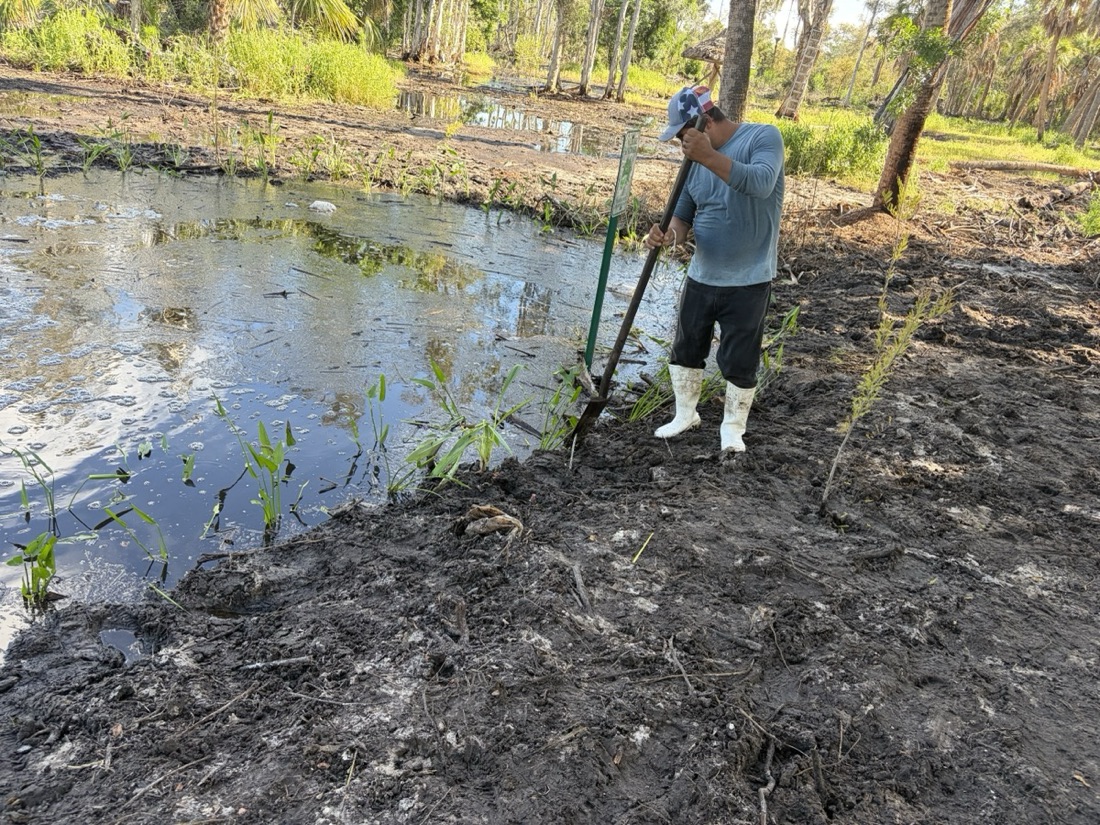 A crew member planting new aquatic plants along a muddy pond bank