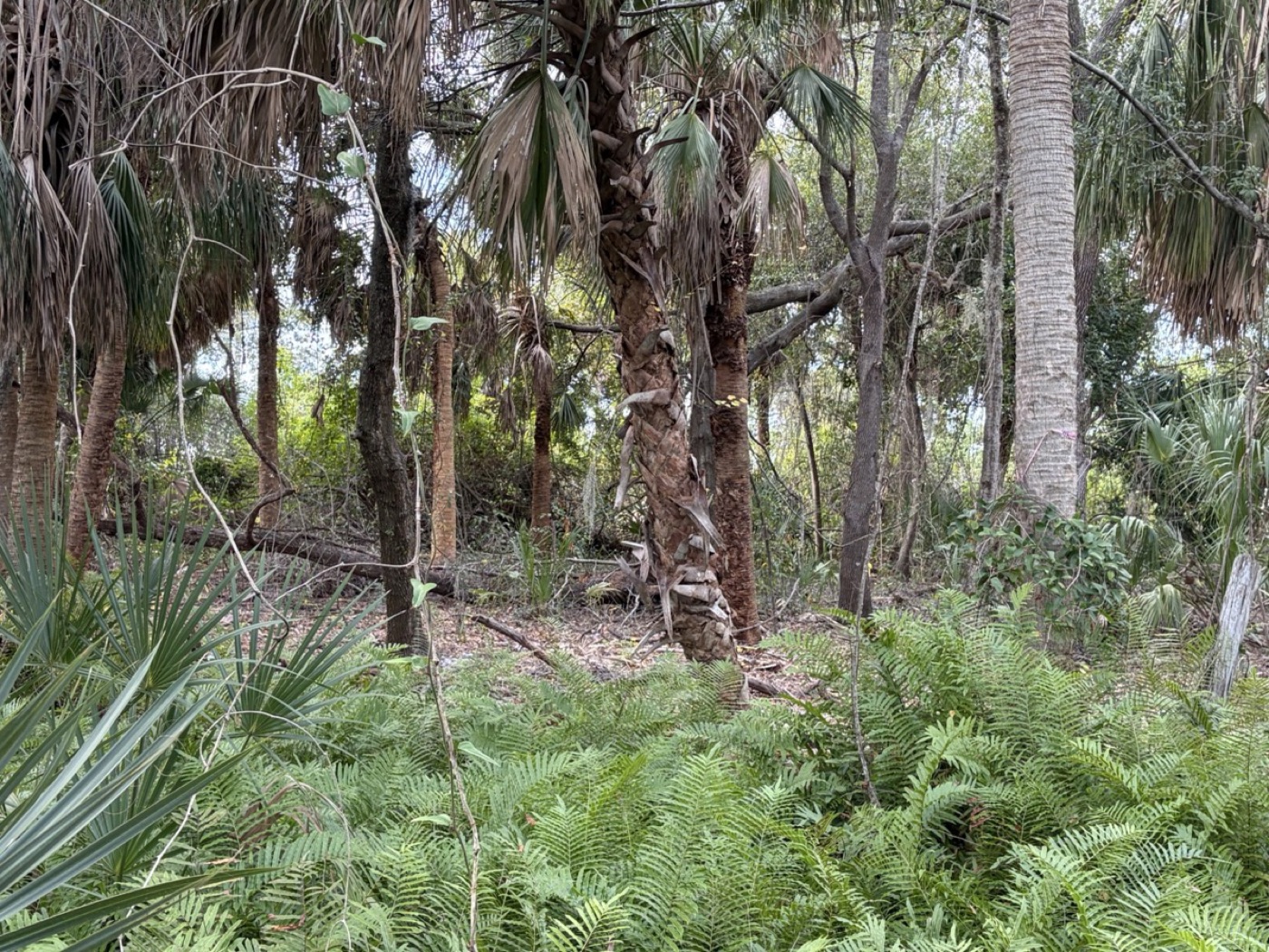 Cabbage palms rising from a restored fern understory in the sanctuary hammock