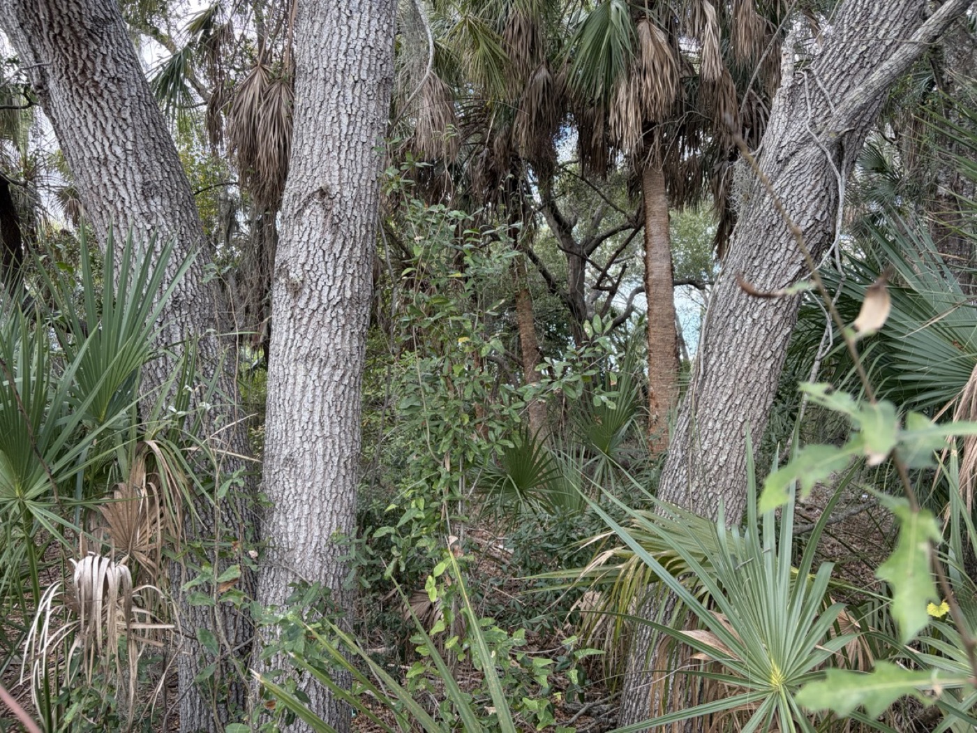 Live oaks and saw palmetto in the sanctuary hammock